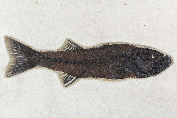 Fossil Fish (Mioplosus) From Inch Layer - Wyoming #107472